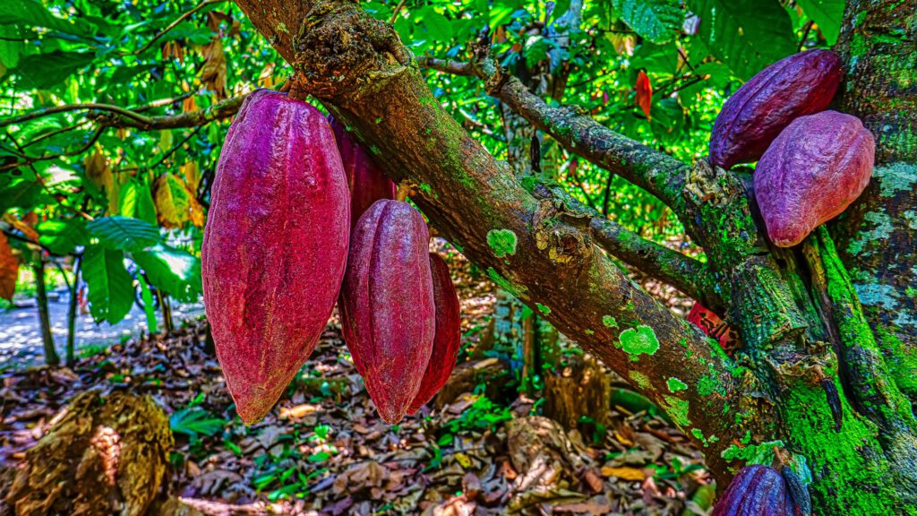 So sieht ein Kakaobaum aus
