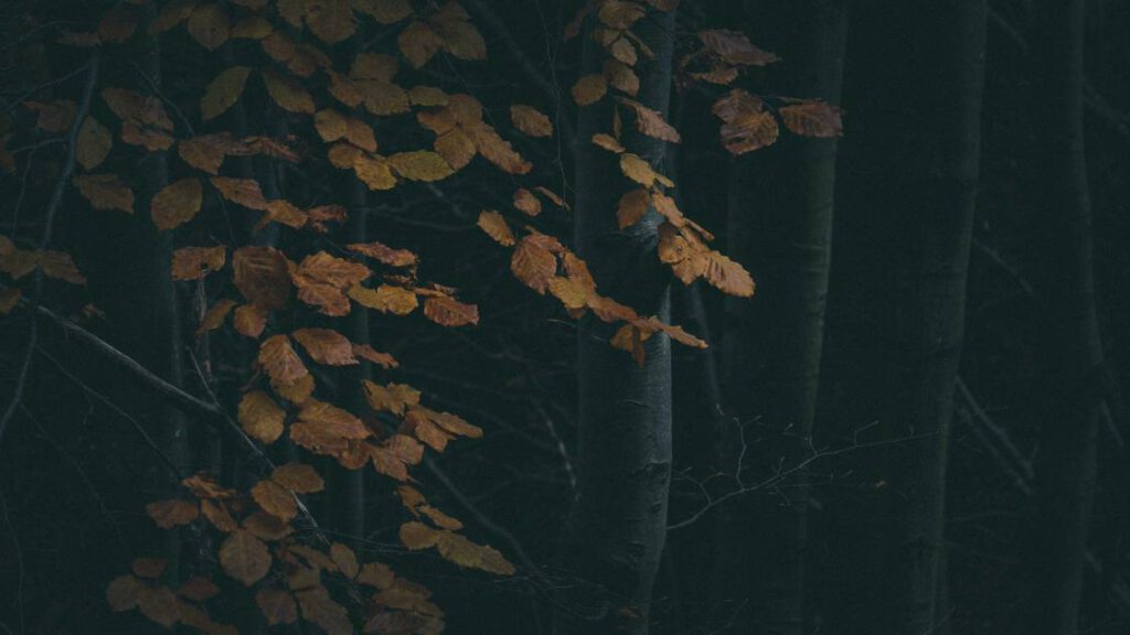 Bunte Blätter vor dunklem Wald